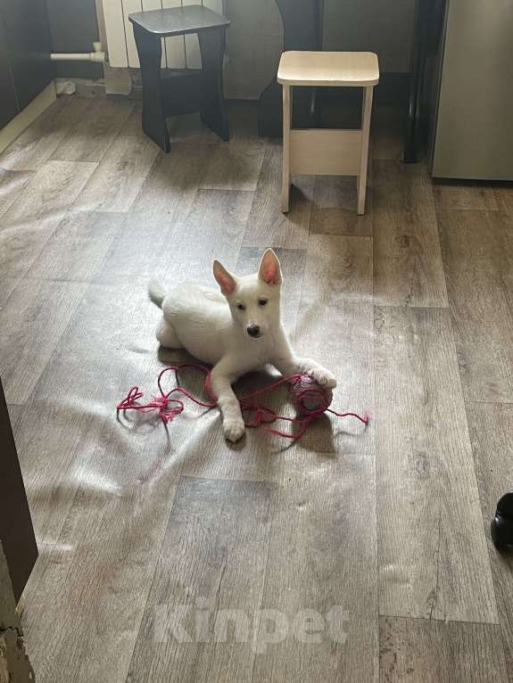 Собаки в Уфе: Щенок в добрые руки Девочка, Бесплатно - фото 2