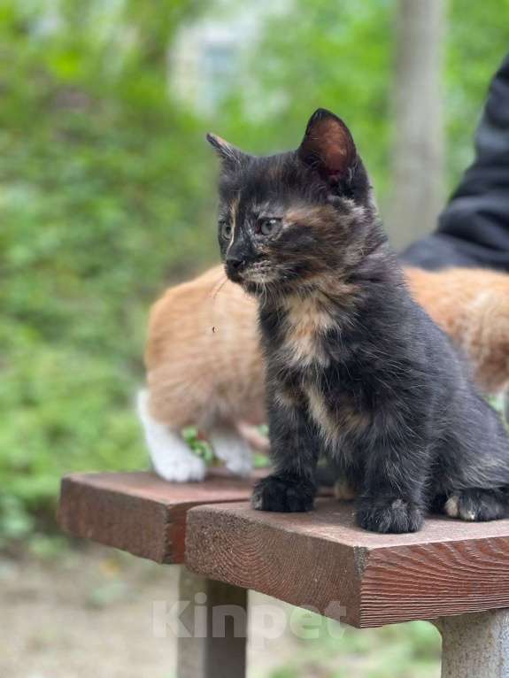 Кошки в Дмитрове: Котенок девочка Девочка, Бесплатно - фото 4