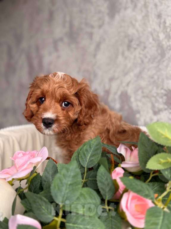 Собаки в Москве: Кавапу щенок Мальчик, Бесплатно - фото 6