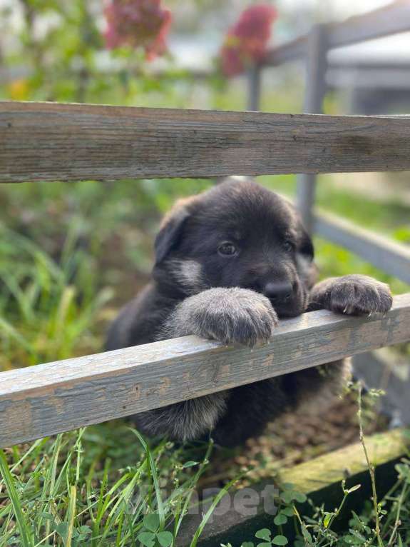 Собаки в других городах Ленинградской области: сука ВЕО от Гордость Питера Церри Бой х Гроза Девочка, 40 000 руб. - фото 4