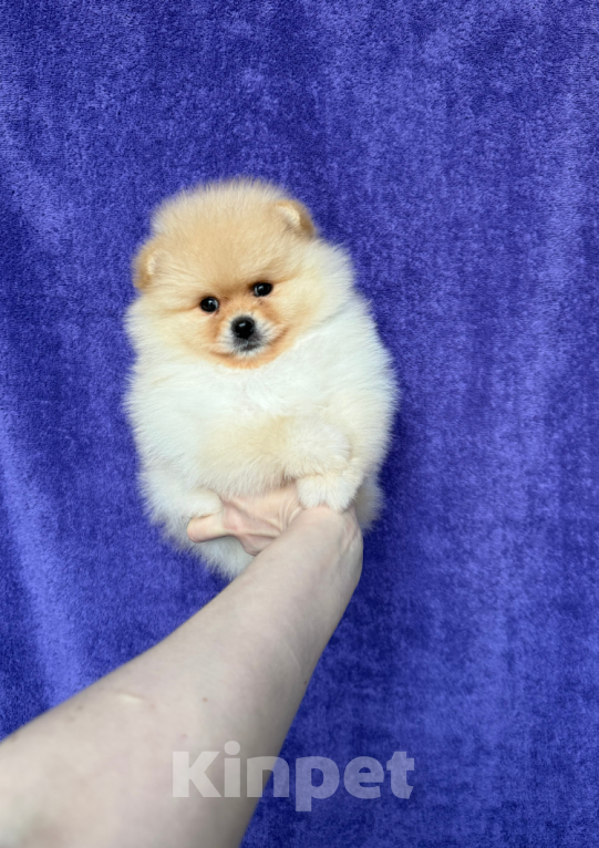 Собаки в Москве: Мальчик Мальчик, 25 000 руб. - фото 1