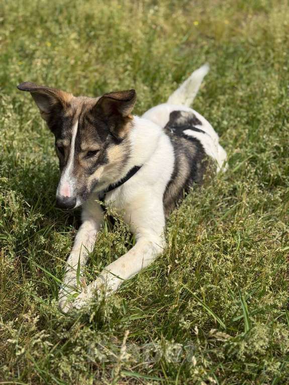 Собаки в Москве: Сильвия Девочка, Бесплатно - фото 7