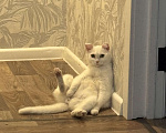 Кошки в Новосибирске: Отдам кота в добрые руки Мальчик, Бесплатно - фото 2