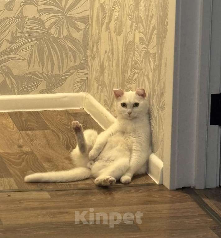 Кошки в Новосибирске: Отдам кота в добрые руки Мальчик, Бесплатно - фото 2