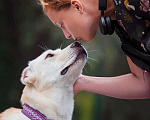 Собаки в Москве: Диванный алабай Мила ищет семью! Девочка, Бесплатно - фото 10