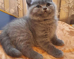 Кошки в Ижевске: Вязка шотландский котик, 800 руб. - фото 7