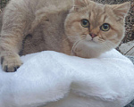Кошки в Кингисеппе: Котик, 7 000 руб. - фото 3