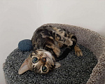 Кошки в Мур: Бенгальский котенок, 15 000 руб. - фото 1