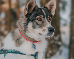 Собаки в Москве: Статный красавчик из приюта Солнцево ищет дом Мальчик, Бесплатно - фото 1