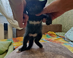 Кошки в Перми: Котенок. Девочка. В самые добрые руки Девочка, Бесплатно - фото 1