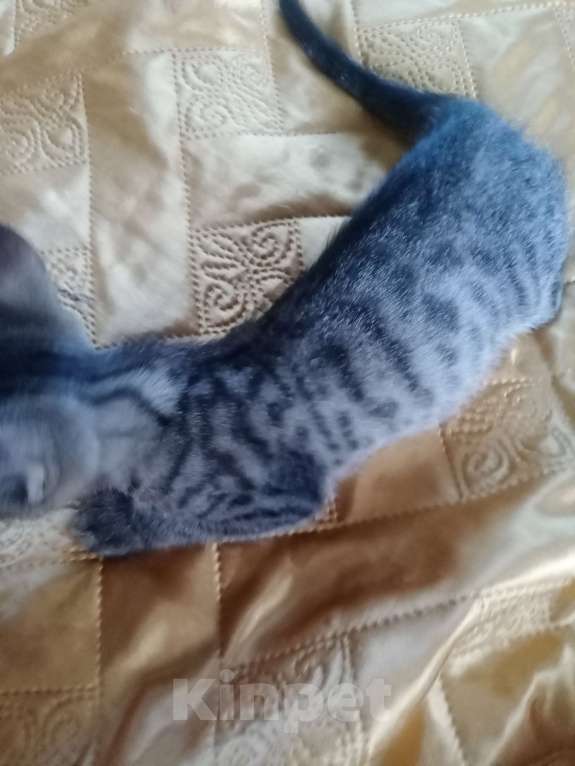 Кошки в Москве: Бенгальский котёнок  Мальчик, 25 000 руб. - фото 4