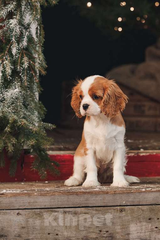Собаки в других городах Московской области: Девочка кавалер бленхейм  Девочка, 120 000 руб. - фото 4