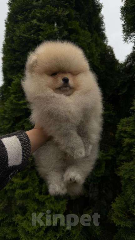 Собаки в Лобне: Девочка  Девочка, Бесплатно - фото 3