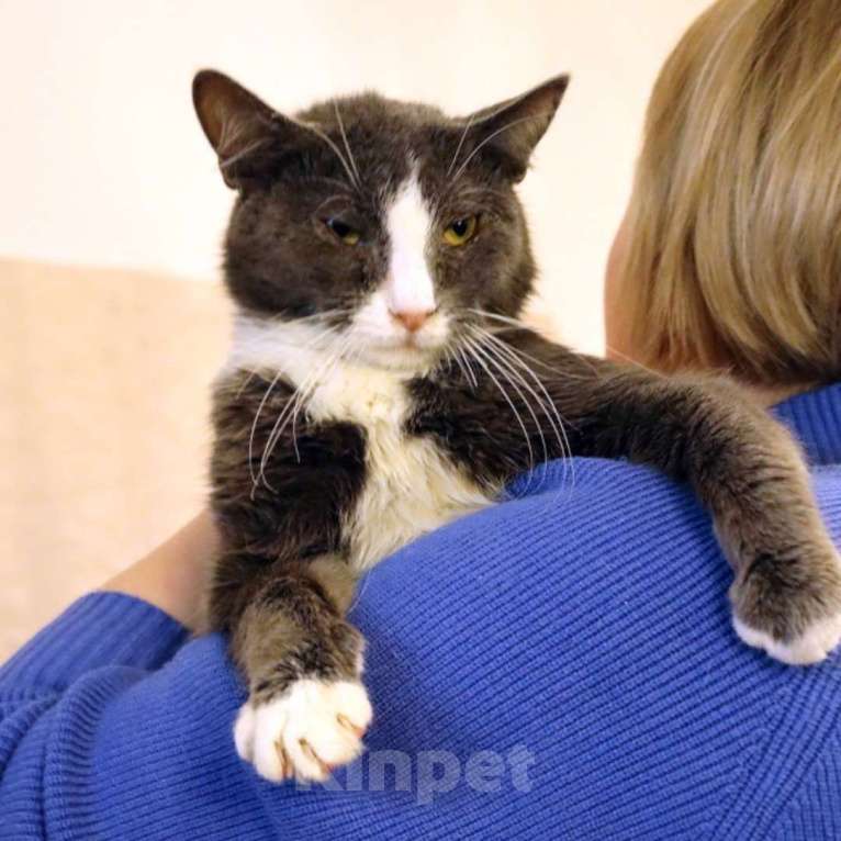 Кошки в Москве: ДымОК ищет дом Мальчик, Бесплатно - фото 3