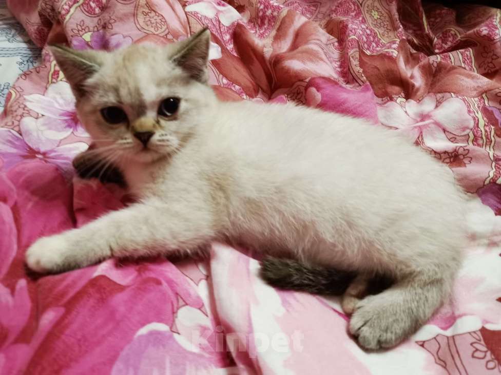 Кошки в Москве: Шотландские котята  Девочка, 10 000 руб. - фото 2