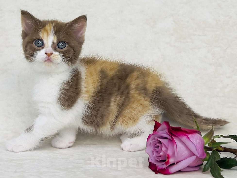 Кошки в Люберцах: Британская кошечка Девочка, 50 000 руб. - фото 5