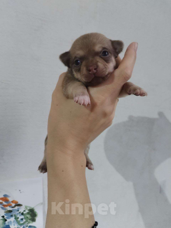 Собаки в Москве: Щенок чихуахуа Мальчик, 10 000 руб. - фото 2