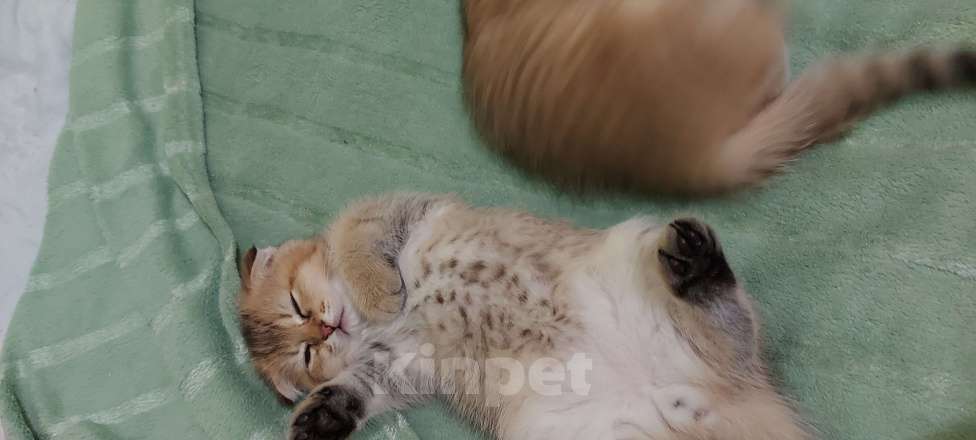 Кошки в Санкт-Петербурге: Шотландский вислоухй Мальчик, 30 000 руб. - фото 9