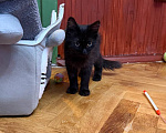 Кошки в Москве: Котёнок Пиксель ищет дом Мальчик, Бесплатно - фото 2