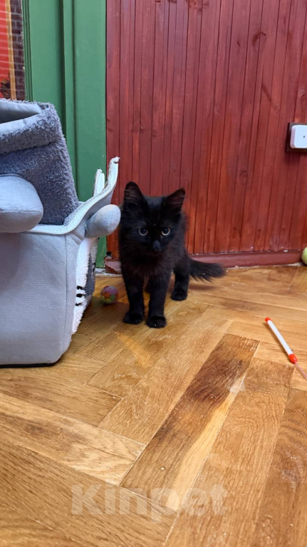 Кошки в Москве: Котёнок Пиксель ищет дом Мальчик, Бесплатно - фото 2