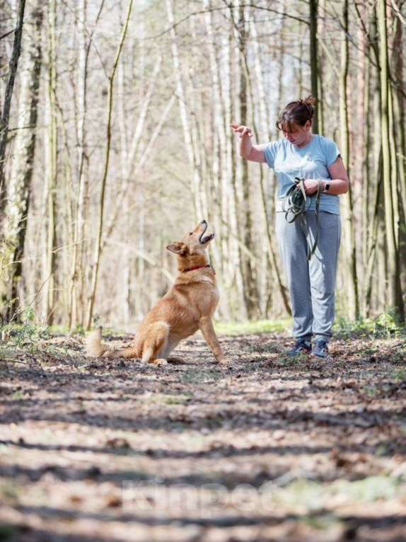Собаки в Москве: Её спасли из отлова… и она оказалась идеальной собакой Девочка, Бесплатно - фото 5