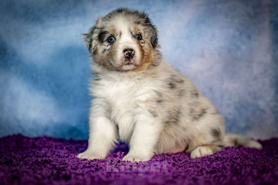 Собаки в Санкт-Петербурге: Щенок австралийской овчарки голубой мрамор. Родился 15.10.2025. Метрика РКФ Мальчик, Бесплатно - фото 3