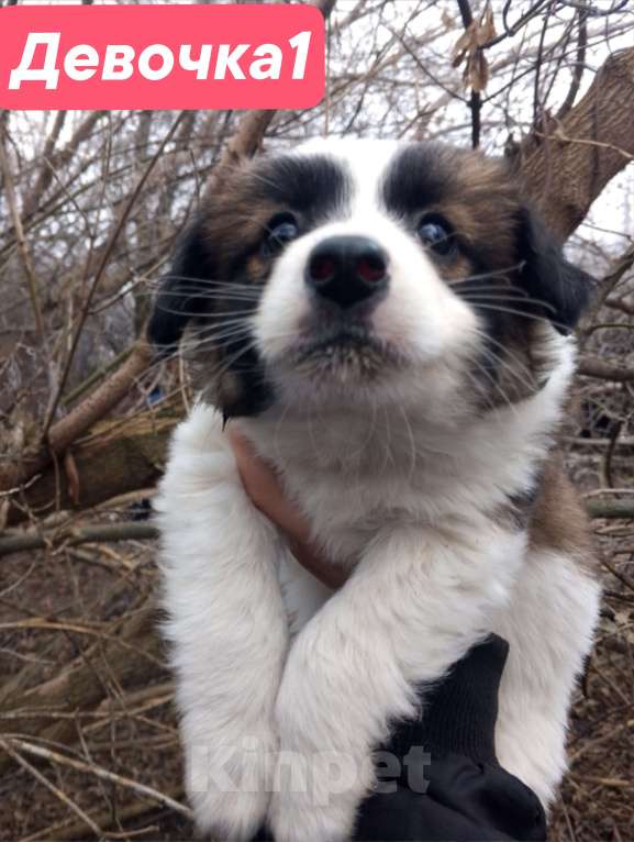 Собаки в Уварово: Щенки Девочка, Бесплатно - фото 1