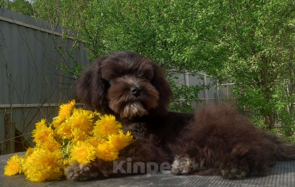 Собаки в Москве: мальтипу подрощенный мальчик Мальчик, 60 000 руб. - фото 5