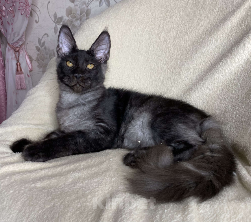 Кошки в Дмитрове: Черный дымчатый мальчик мейн кун Richard Мальчик, 40 000 руб. - фото 1