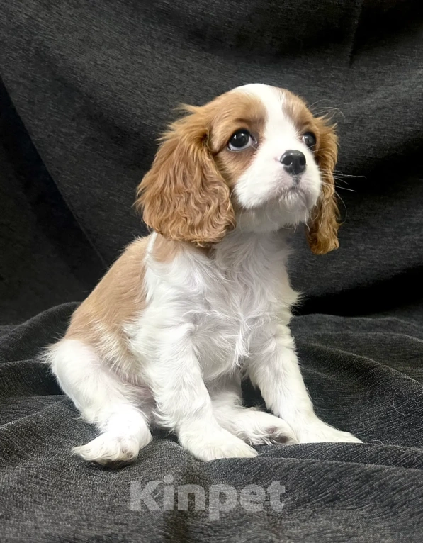 Собаки в Москве: Кавалер Кинг Чарльз спаниель 2 мес. Мальчик, 70 000 руб. - фото 3