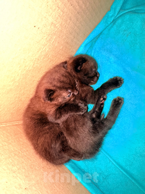 Кошки в Омске: Шотландский котенок Девочка, 10 000 руб. - фото 8
