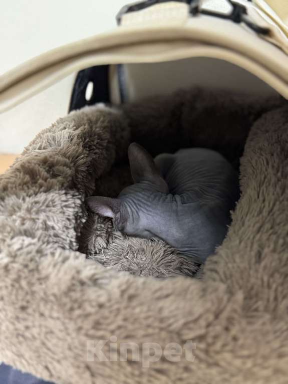 Кошки в Москве: Сфинкс голубой девочка котенок Девочка, 47 000 руб. - фото 3