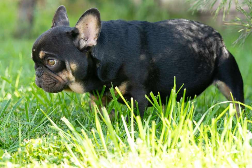 Собаки в других городах Московской области: Маленькая компактная девочка Девочка, 100 000 руб. - фото 9