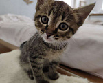 Кошки в Королеве: Котёнок в добрые руки Мальчик, Бесплатно - фото 1