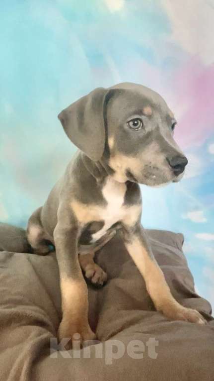 Собаки в других городах Ленинградской области: Щенки породы Прайтер - ваша новая любовь! Разнополые, 120 000 руб. - фото 2
