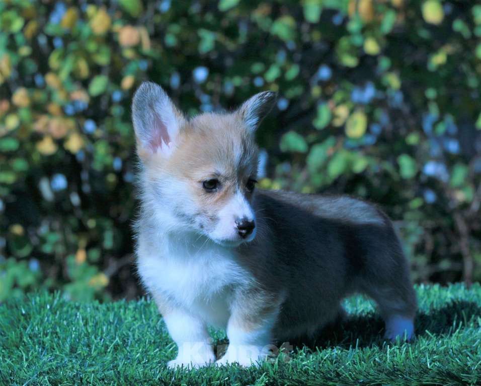 Собаки в Москве: вельш корги пемброк Девочка, 80 000 руб. - фото 3