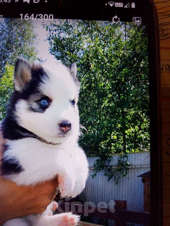 Собаки в Череповце: Продам щенков Сибирской хаски Мальчик, 25 000 руб. - фото 3