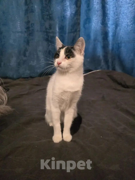 Кошки в Серпухове: Ищут любящую и ответственную семью❤️ Девочка, Бесплатно - фото 2