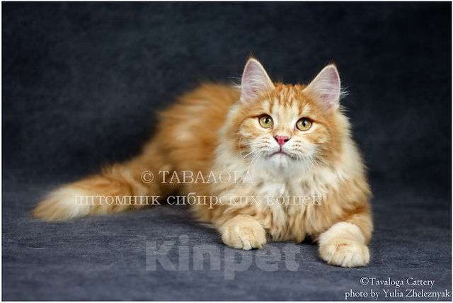 Кошки в Москве: Радуся - яркий лисёнок из питомника Девочка, Бесплатно - фото 1