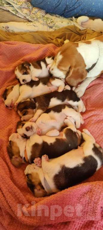 Собаки в Рязани: Щенки Бигль Мальчик, Бесплатно - фото 4