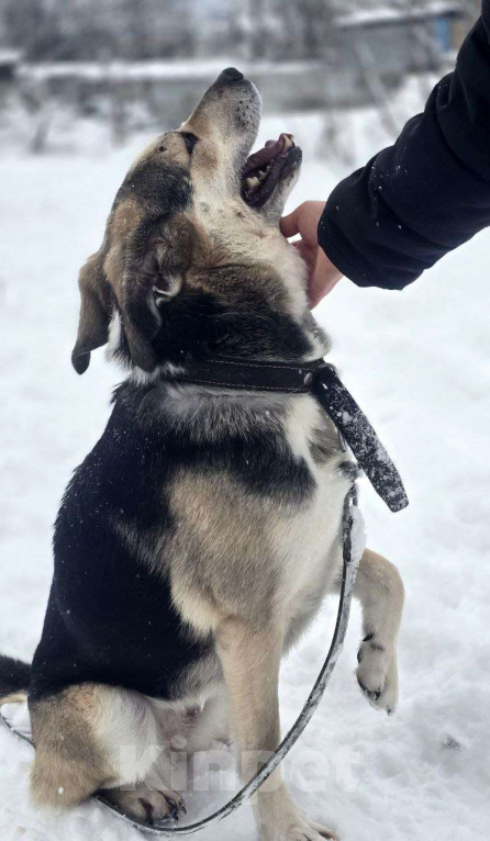 Собаки в Королеве: 1 шанс на 1000! Девочка, Бесплатно - фото 9