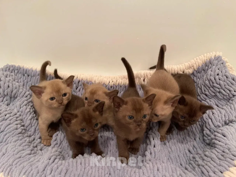 Кошки в Москве: Бурманский кот, вязка Мальчик, 7 000 руб. - фото 6