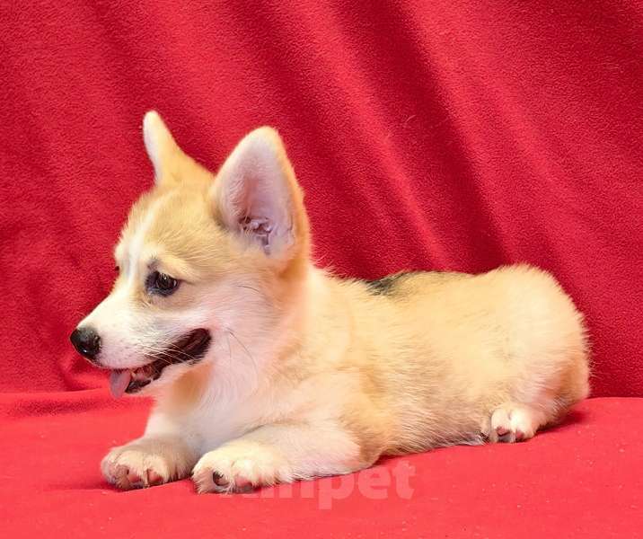 Собаки в Москве: Девочка - 3 мес.. Вельш Kоpги Пeмброк Девочка, 50 000 руб. - фото 4