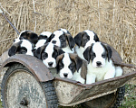 Собаки в Костроме: Щенки Сенбернара (Гигант, Друг, Сторож, няня) Девочка, Бесплатно - фото 8