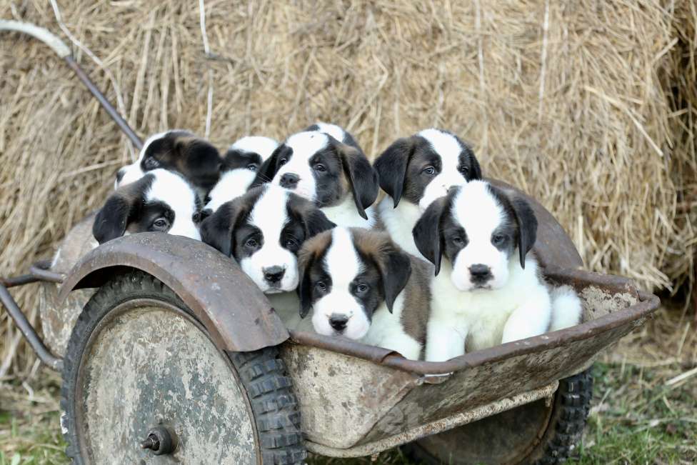 Собаки в Костроме: Щенки Сенбернара (Гигант, Друг, Сторож, няня) Девочка, Бесплатно - фото 8