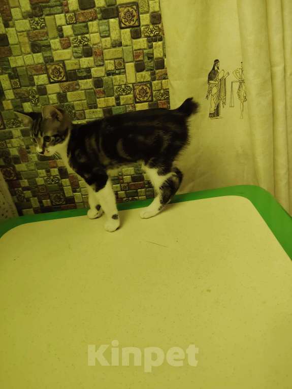 Кошки в других городах Краснодарского края: Очаровательная кошечка курильский бобтейл Девочка, 10 000 руб. - фото 2