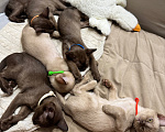 Кошки в Тюмени: Продажа котят Девочка, 55 000 руб. - фото 10