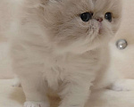 Кошки в Москве: Шикарный персидский котёнок Мальчик, Бесплатно - фото 1