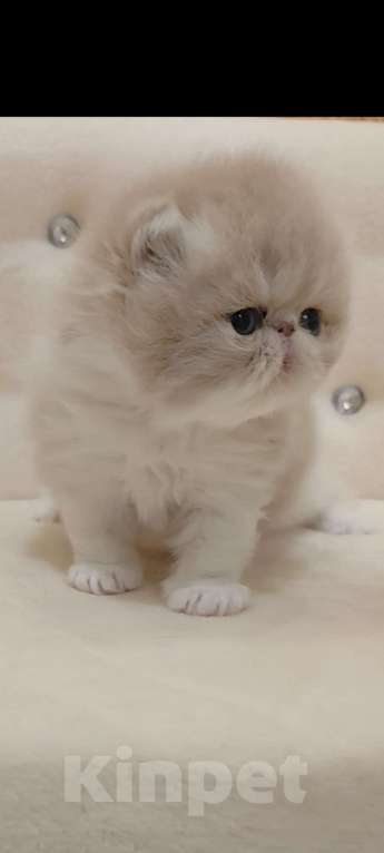 Кошки в Москве: Шикарный персидский котёнок Мальчик, Бесплатно - фото 1