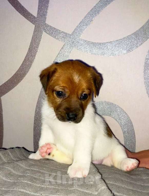 Собаки в Пскове: Девочка 1 Девочка, 25 000 руб. - фото 3